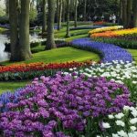 Mantenimieto y Creación de Zonas Verdes